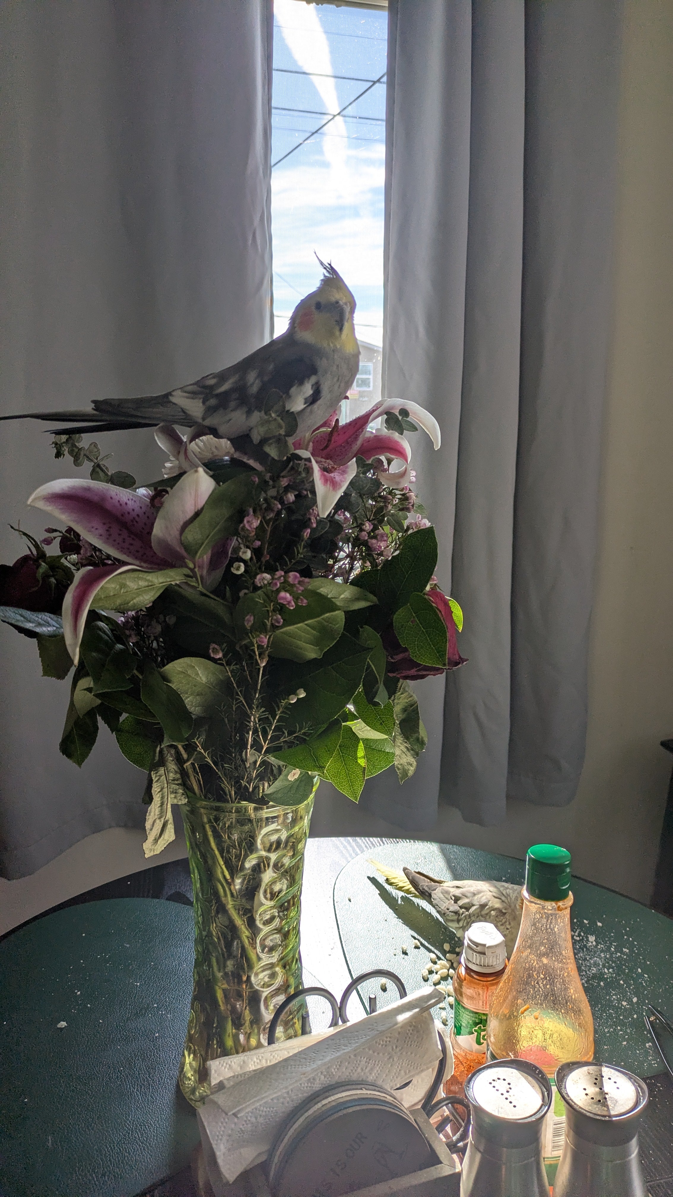 Niño, Yexin's cockatiel and the inspiration behind FurryLoversPet