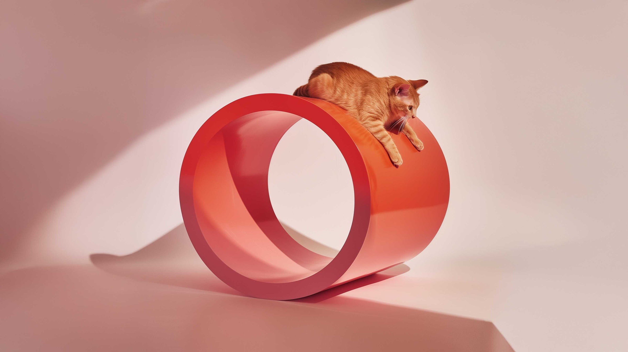 CATS: Grooming & Care